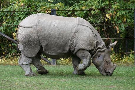 Rinoceronte indio Rhinocerus