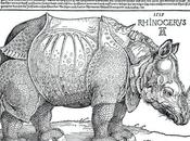 Rhinocerus
