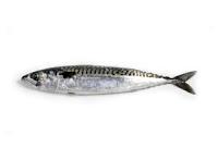 caballa, pescado azul, curiosidad, temporada, omega 3, pez,