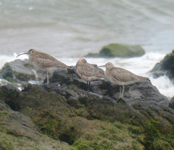 Contando zarapitos y agujas.
