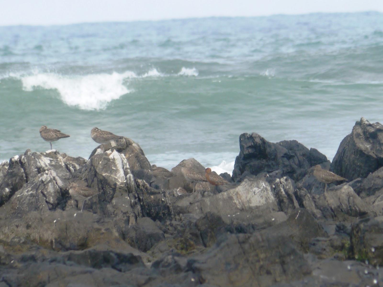 Contando zarapitos y agujas.