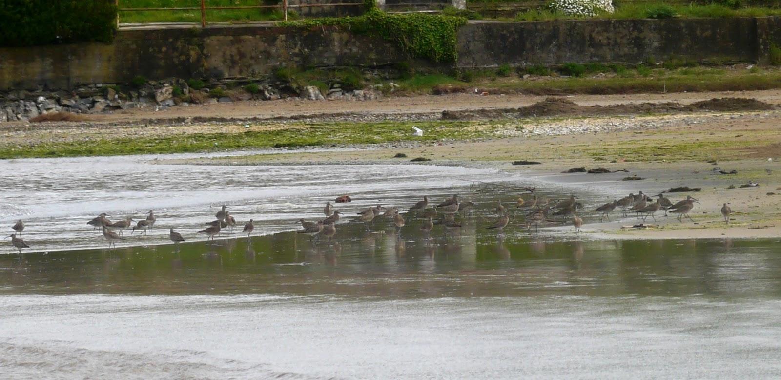 Contando zarapitos y agujas.