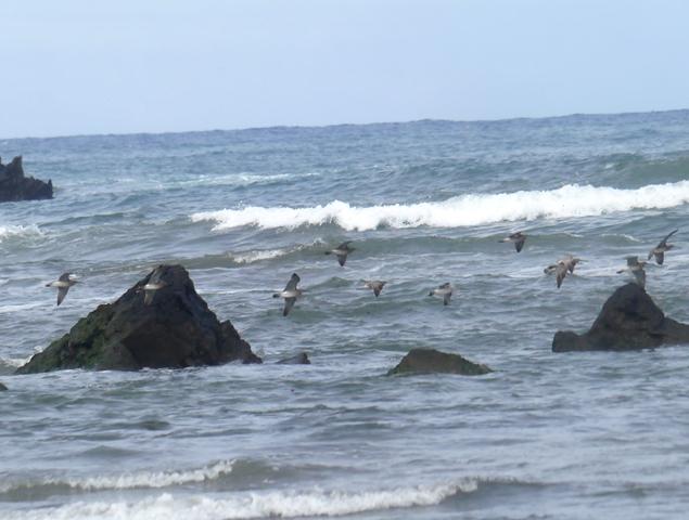 Contando zarapitos y agujas.