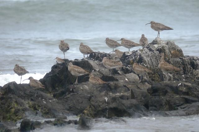 Contando zarapitos y agujas.