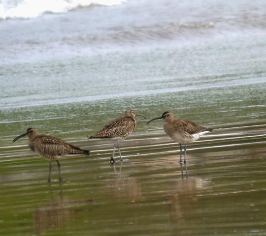 Contando zarapitos y agujas.