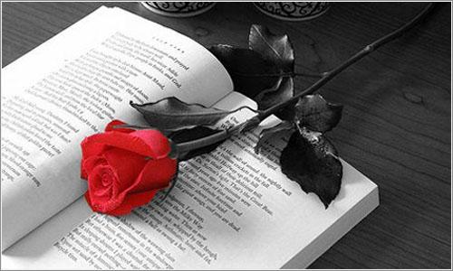 Día del libro y rosa