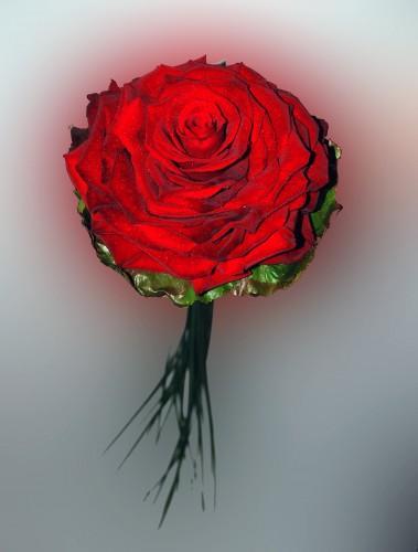 En la Diada de Sant Jordi...rosas rojas para tu boda: elegancia y pasión garantizadas.