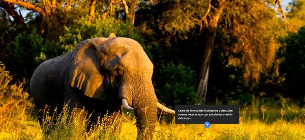 Ingenieros de la naturaleza :: web de Google con fotos de National Geographic