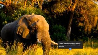 Ingenieros de la naturaleza :: web de Google con fotos de National Geographic