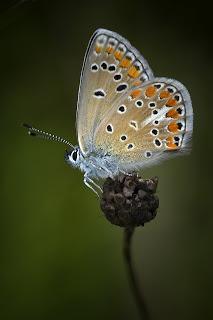 Para ampliar Polyommatus thersites (Cantener, 1835) hacer clic