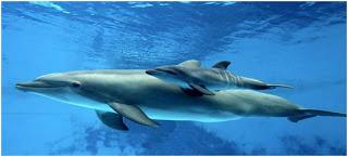Aventura marina, viajando con delfines