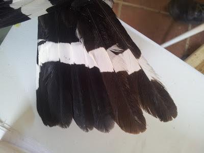 Segunda jornada de anillamiento científico en la Laguna de Fuente del Rey (Dos Hermanas, Sevilla) - Second day Scientific ringing in Fuente del Rey Lagoon.