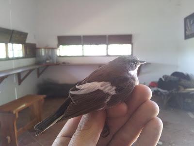 Segunda jornada de anillamiento científico en la Laguna de Fuente del Rey (Dos Hermanas, Sevilla) - Second day Scientific ringing in Fuente del Rey Lagoon.