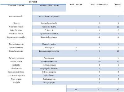 Segunda jornada de anillamiento científico en la Laguna de Fuente del Rey (Dos Hermanas, Sevilla) - Second day Scientific ringing in Fuente del Rey Lagoon.