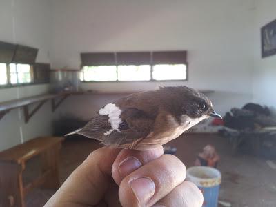Segunda jornada de anillamiento científico en la Laguna de Fuente del Rey (Dos Hermanas, Sevilla) - Second day Scientific ringing in Fuente del Rey Lagoon.