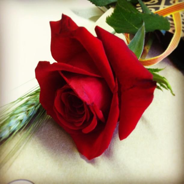 my St Jordi on Instagram