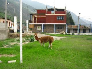 CALLAHUANCA: ENTRE EL PARAÍSO DE LAS CHIRIMOYAS Y EL INFIERNO DE LA DESORGANIZACIÓN VIAL