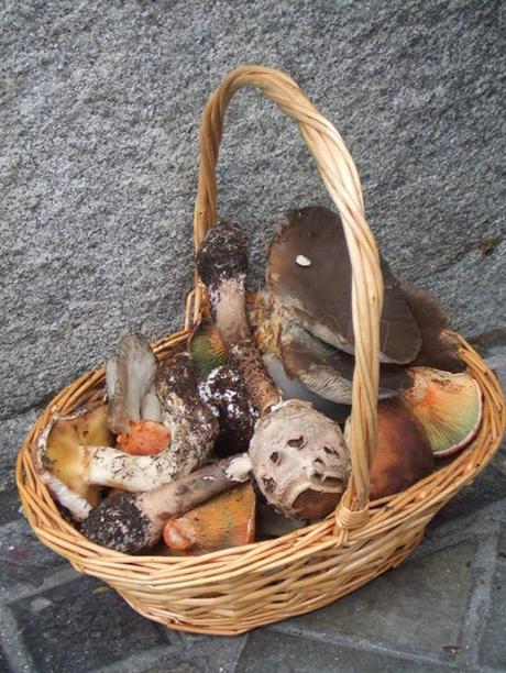 CisneAzul El “Cisne Azul”, especialista en setas