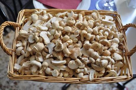 CisneAzul El “Cisne Azul”, especialista en setas