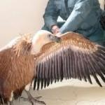 te cuento una historia… del buitre leonado.