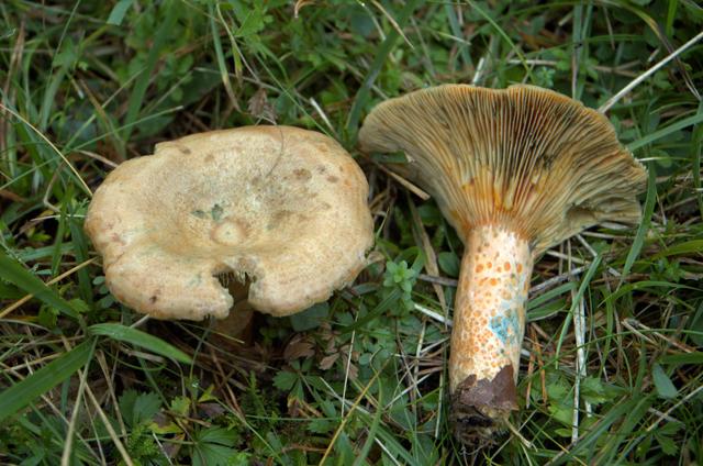 La recolección campestre