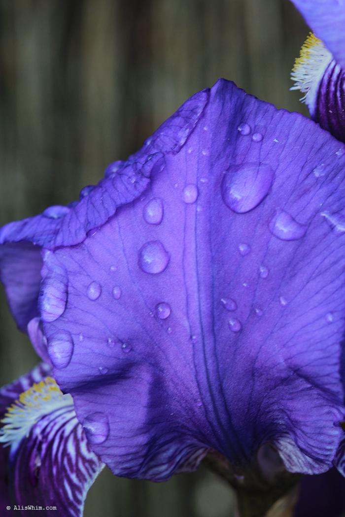 Iris