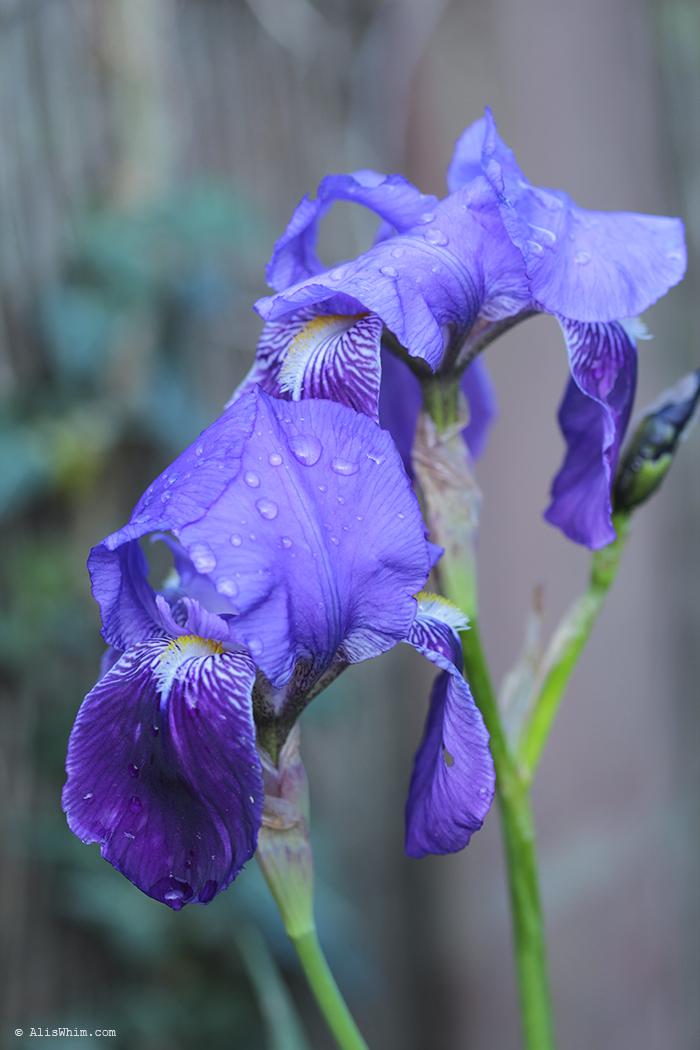 Iris