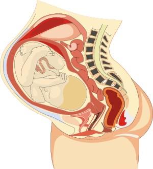 El metabolismo de la madre limita la duración del embarazo