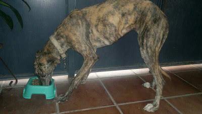 Galga, recogida mientras se alimentaba de la basura. (Sevilla)