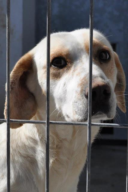 LUA, SOLO 7 MESES, SACRIFICAN 26/04/13!