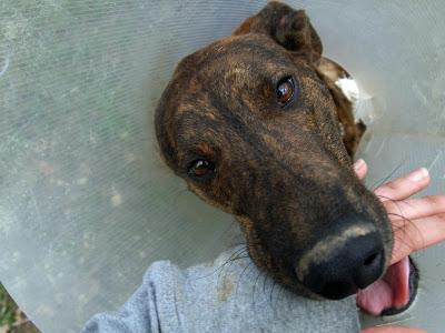 BUBU la historia de un luchador.