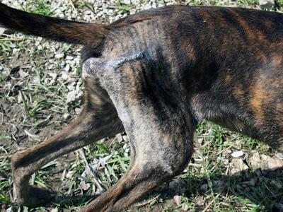 BUBU la historia de un luchador.