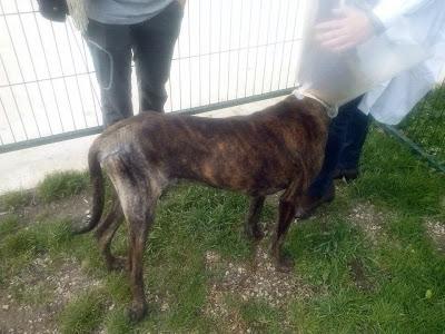 BUBU la historia de un luchador.