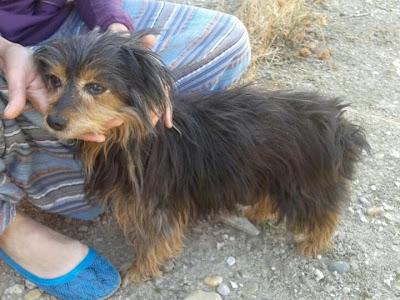 SISSY, ABUELITA YORKI ENFERMA, NECESITA AYUDA!!!