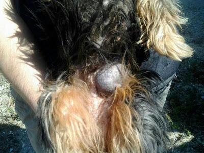 SISSY, ABUELITA YORKI ENFERMA, NECESITA AYUDA!!!