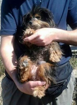 SISSY, ABUELITA YORKI ENFERMA, NECESITA AYUDA!!!