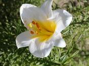 ¿Cómo funciona reloj biológico plantas?