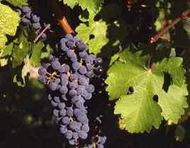 El vino tinto ayuda a prevenir infartos.