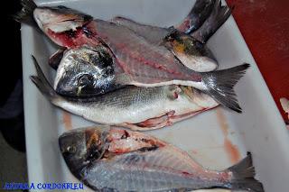 POPIETAS DE DORADA CON SALSA DE LANGOSTINOS A LA BILBAINA Y MILHOJAS DE BERENJENA.