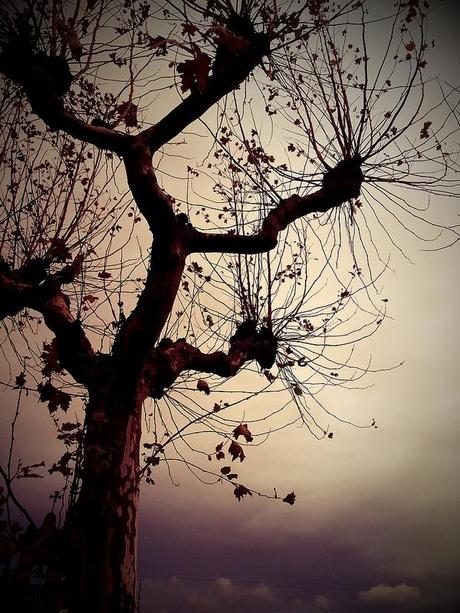 Androidografia Barakaldo CCXLV. Planta un Arbol Androidografia Barakaldo 1313