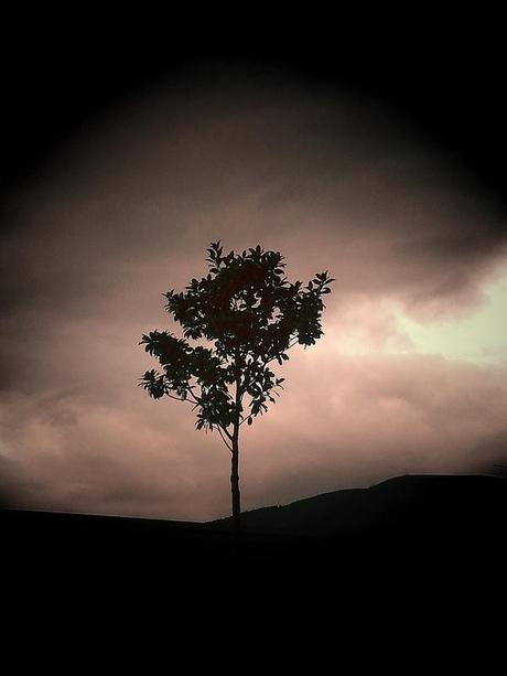 Androidografia Barakaldo CCXLV. Planta un Arbol Androidografia Barakaldo 1309