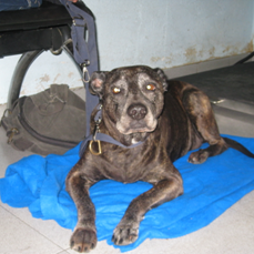 ASCHIA vive en la calle, necesita operación. AYUDÉMOSLA!! ES MUY URGENTE.