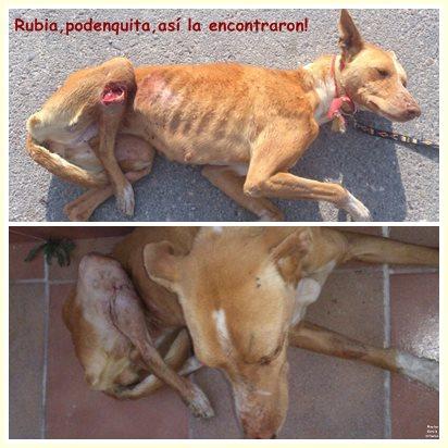 Rubia, podenca recogida muy herida, NECESITA URGENTEMENTE UNA ACOGIDA. (CÓRDOBA)