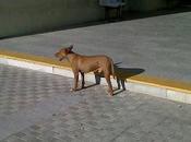 urgente!! podenco abandonado puerta hospital real.