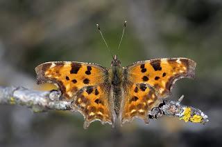 Para ampliar Polygonia c-album (Linnaeus, 1758) hacer clic
