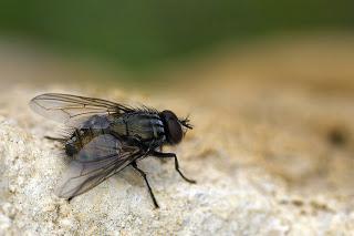 Para ampliar Dasyphora albofasciata (Macquart in Webb & Berthelot, 1839) hacer clic