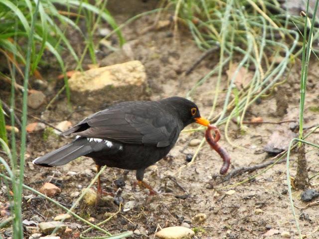 CAMPEANDO POR NAVARRA-EL DISFRUTE