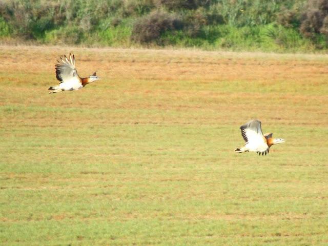 CAMPEANDO POR NAVARRA-EL DISFRUTE