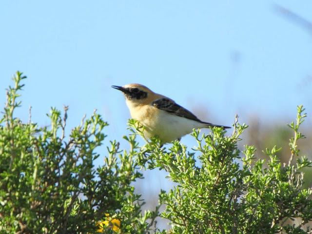 CAMPEANDO POR NAVARRA-EL DISFRUTE