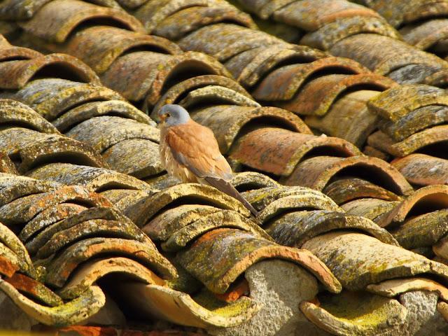 CAMPEANDO POR NAVARRA-EL DISFRUTE